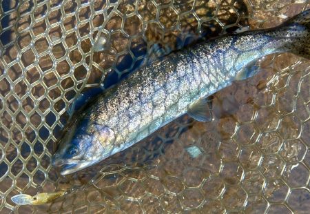 平谷湖フィッシングスポットでサクラマスを狙う